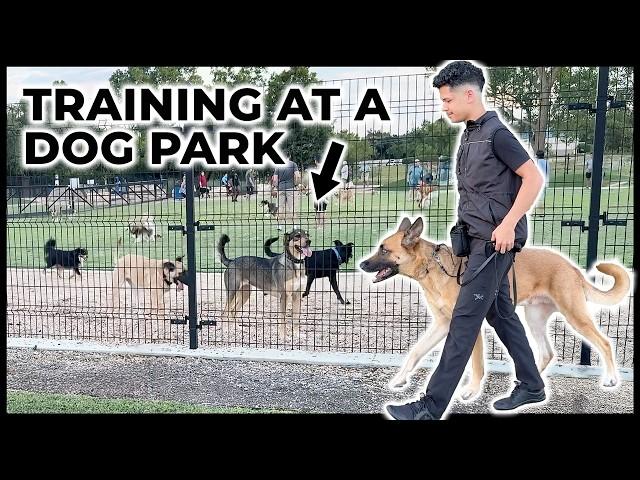 How I train reactive dogs to IGNORE other dogs [FULL REACTIVITY SESSION]