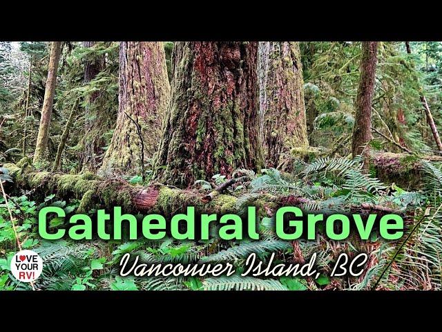 Visiting a Grove of Giant Trees on Vancouver Island - Cathedral Grove, MacMillan Provincial Park, BC