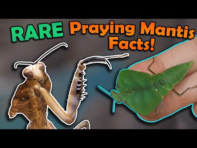 Unboxing RARE Praying Mantises!