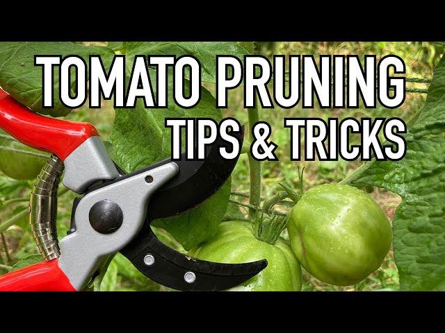 TOMATO PRUNING tips & tricks