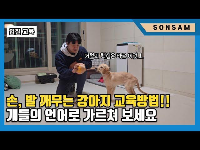 손, 발 깨무는 강아지!? 개들의 언어로 가르쳐 보세요