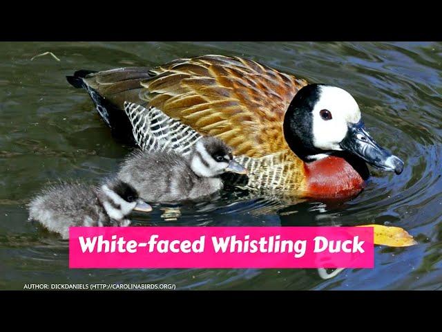 White faced whistling duck (Dendrocygna viduata)