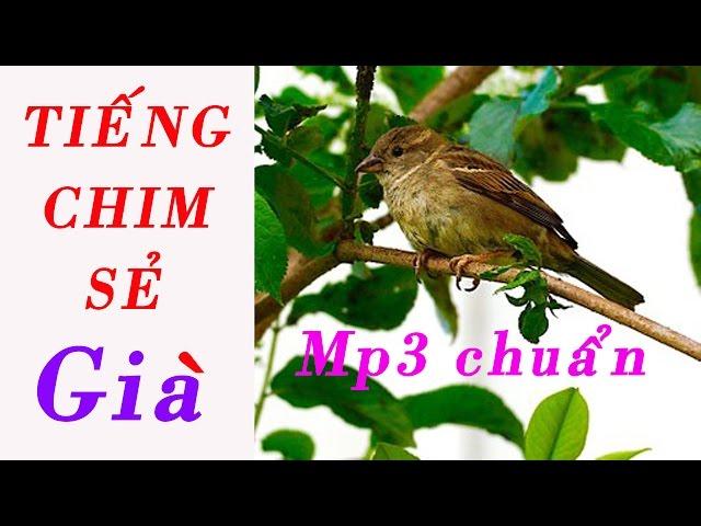 Tiếng chim Sẻ già File MP3 Chuẩn để bẫy chim ngon lành