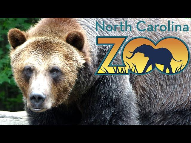 North Carolina Zoo Tour & Review with The Legend