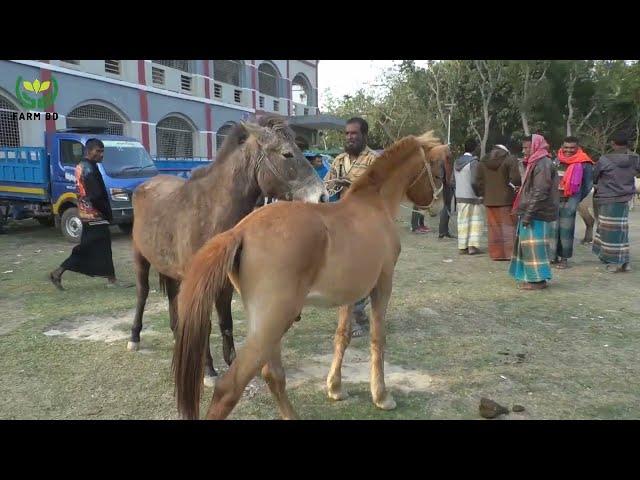 Beautiful Village Horse Market in Bangladesh l BD Horse l Farm BD l 2022