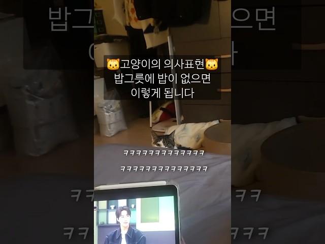 배고픔을 참지 못하는 고양이 #고양이 #cat #귀여운고양이 #cute #고양이영상 #웃긴고양이 #재밌는고양이 #고양이일상 #고양이브이로그 #집사브이로그
