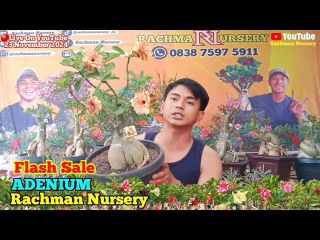  Live Flash Sale Adenium Bunga Tumpuk dan Karakter (23 November 2024)#rachmannursery #adenium