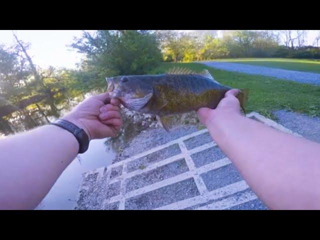 Multi-Species Fishing the Beautiful Tulpehocken Creek! (PB Smallmouth Bass Caught!)