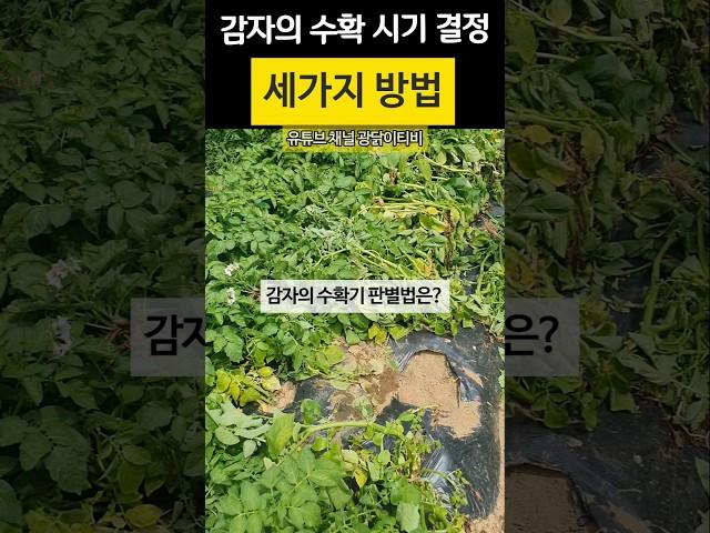 감자의 수확을 결정하는 세가지 방법 - 장마가 시작되면 내 감자 언제 수확할까?