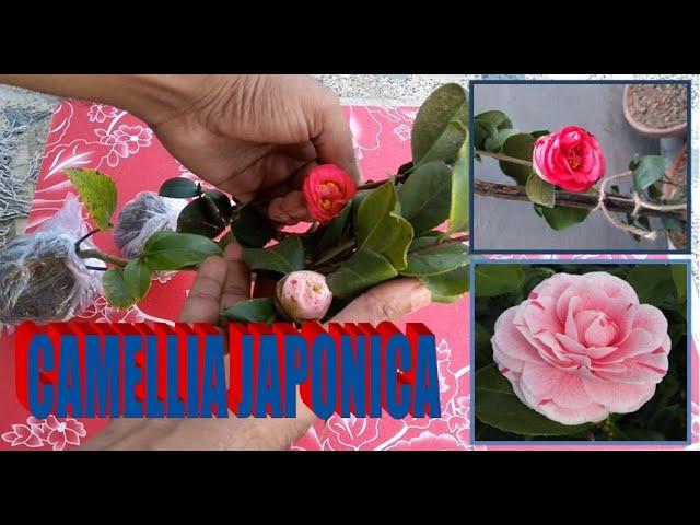 CAMELLIA JAPONICA UNBOXING & PLANTING.