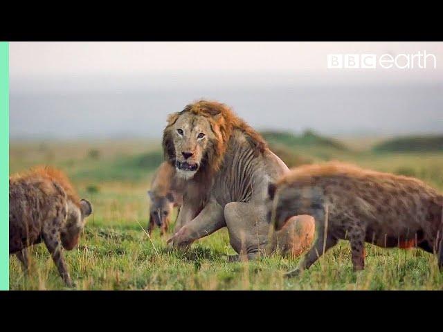 10 TOP Natural History Moments | BBC Earth