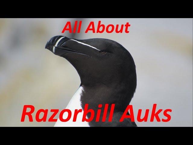 All About Razorbill Auks