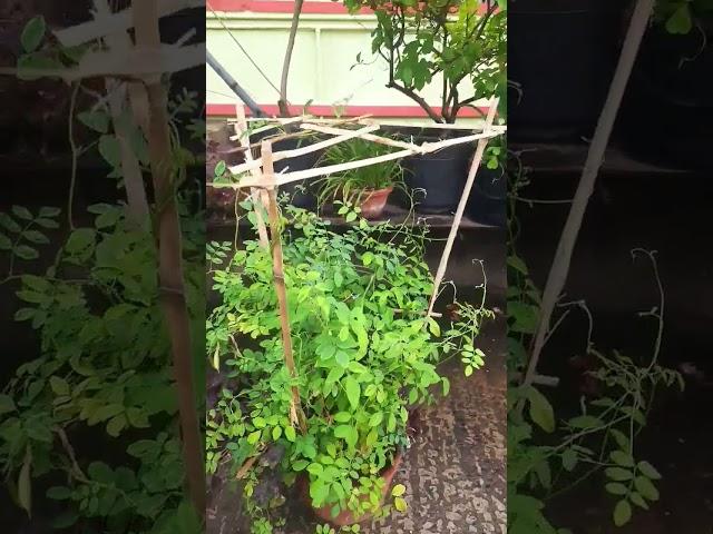 Best technique for Vine plant /#gardening #shorts #ytshorts