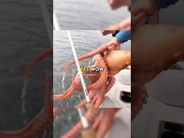 Rare Pacific Octopus Catch and Cook  Credit: ​⁠​⁠@deermeatfordinner 