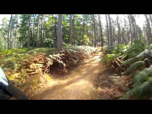 Swinley Forest full trail