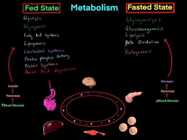 Fed State vs Fasted State Metabolism MCAT (EVERYTHING YOU NEED TO KNOW BIOCHEMISTRY MCAT)