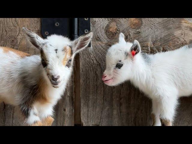 Tiny Quadruplet     kids doing great!