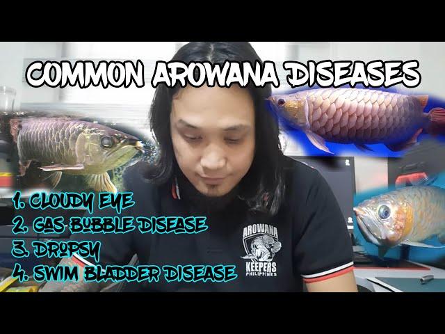 Common Arowana Diseases