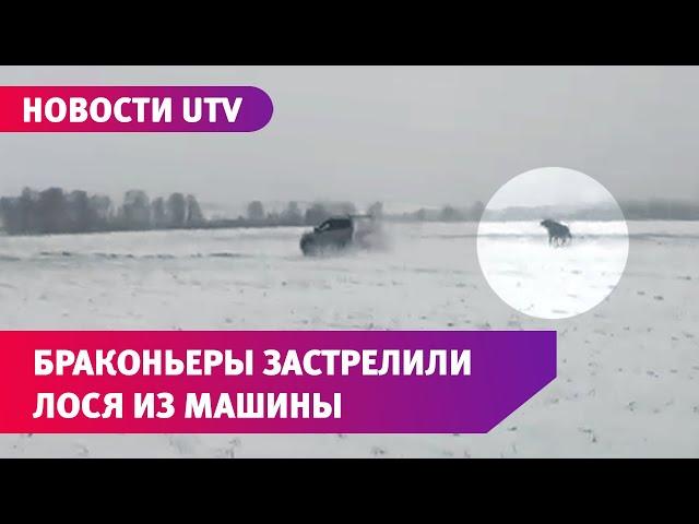 Застрелили лося из машины. Погоня за браконьерами