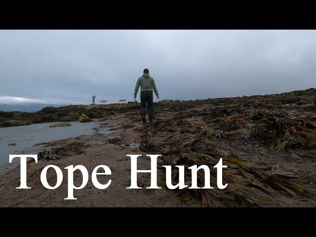 Hunting Tope Off The Anglesey Rocks