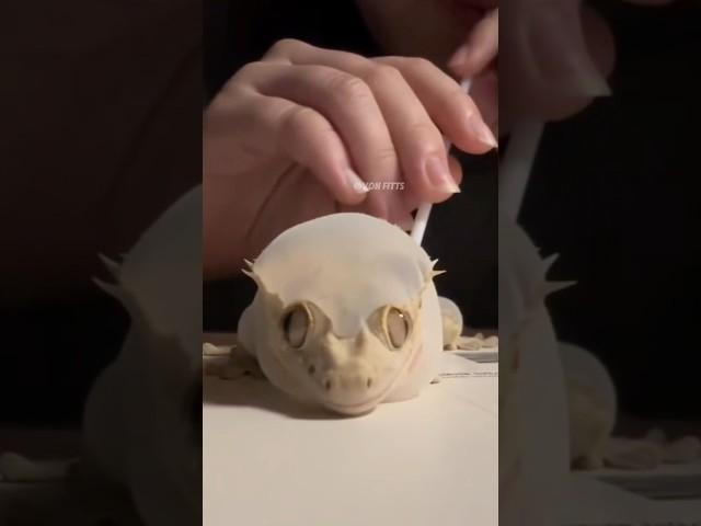 Cute created gecko  #animals #animallife #cuteanimal #animalove #pets #cutepet