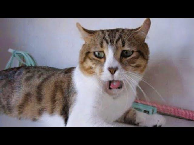 The most DRAMATIC CATS in the world  Funny Cat Videos 2024