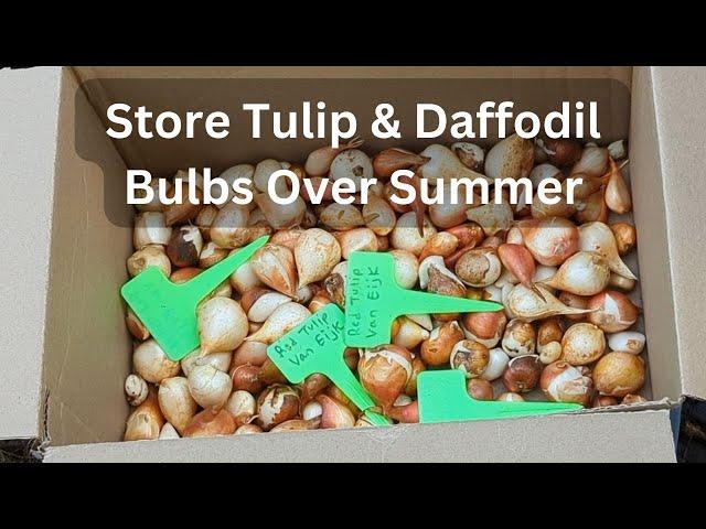 How To Dig & Store Tulip & Daffodil Bulbs