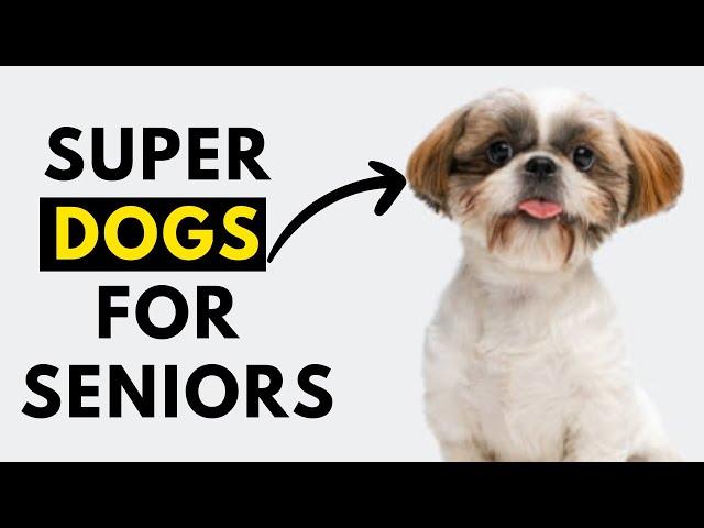 Top 25 Dog Breeds For Seniors & Elderly - Low Maintenance + Don't Shed