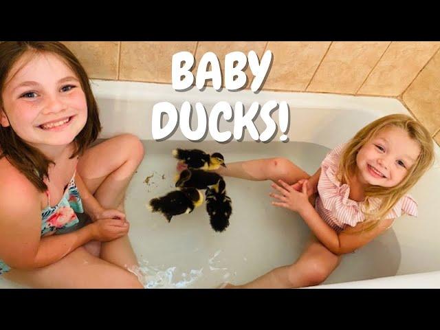 Meet Our BABY DUCKS! | Kids Play with Baby Ducks