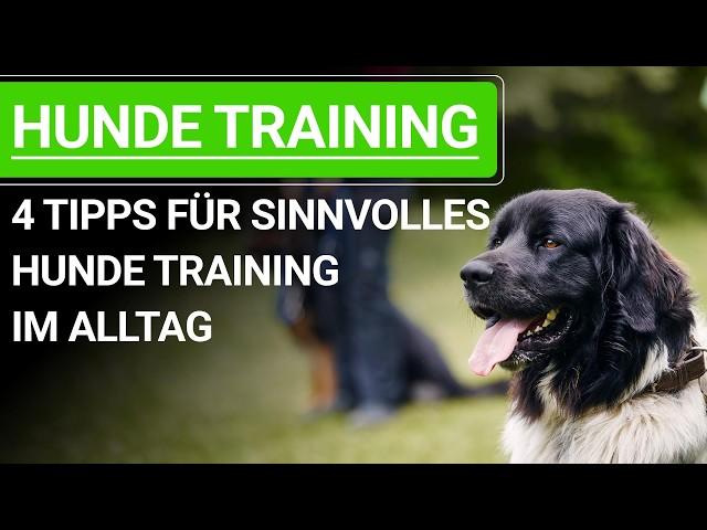  Stephanie Salostowitz: 4 Tipps für sinnvolles Hunde Training im Alltag ️