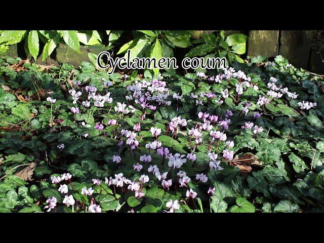 1 minuut natuur: cyclamen coum