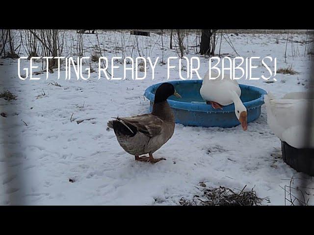 Early prep for babies!  (ducklings)