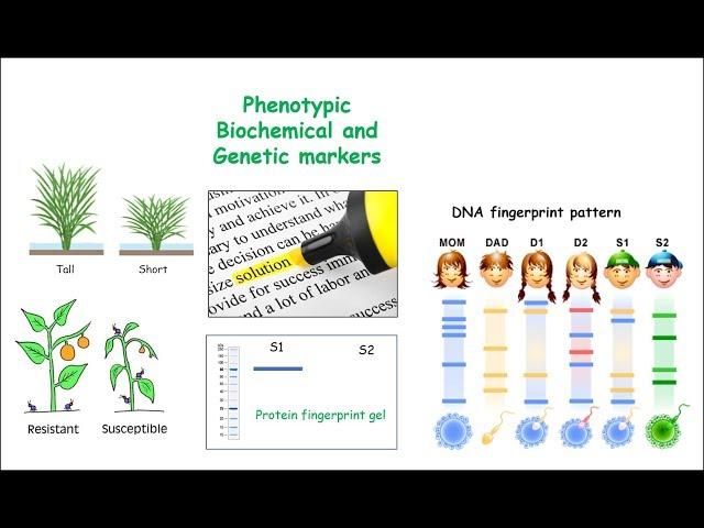 Markers (Molecular/Genetic/DNA, Biochemical and Phenotypic)