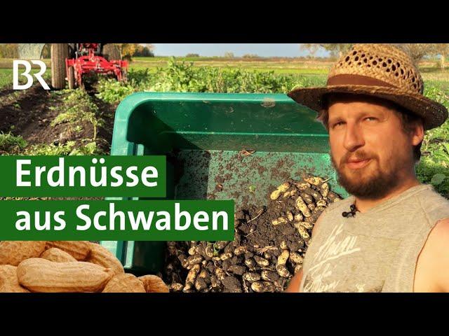 Reagieren auf den Klimawandel: Erdnüsse anbauen in Schwaben | Nüsse | Unser Land | BR