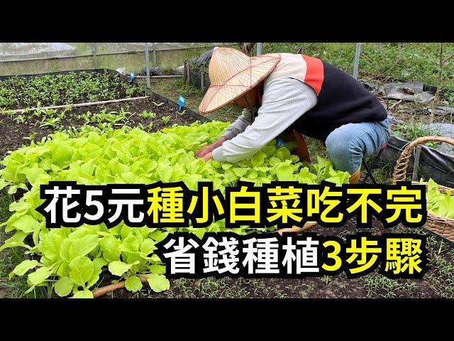 用5元種子種小白菜最划算，吃不完的簡單種植3步驟 | 阿星種植