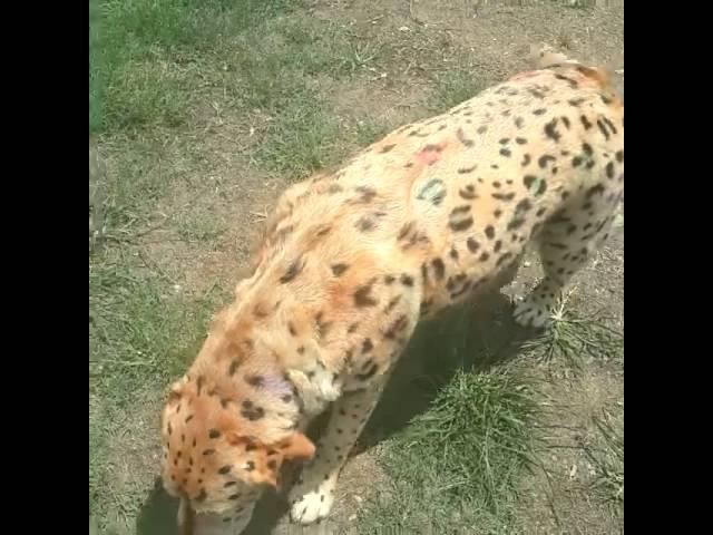 Paikia the Leopard Lab