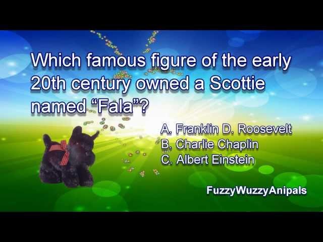 Scottish Terrier Animal Quiz