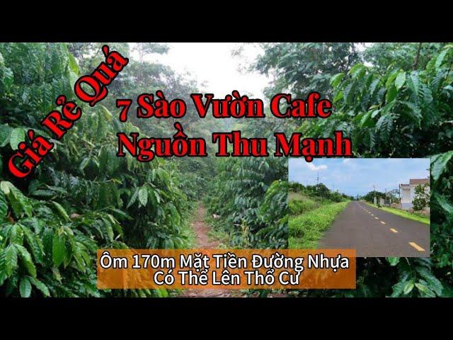 Bán Đất Vườn Cà Phê Đắk Nông 7 Sào – Nguồn Thu Mạnh, 170m Mặt Tiền Đường Nhựa, Khu Dân Cư Đông!