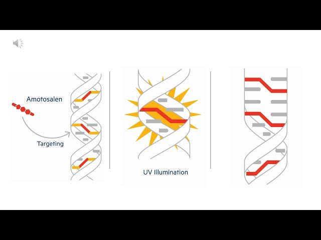 Pathogen Reduction Therapy