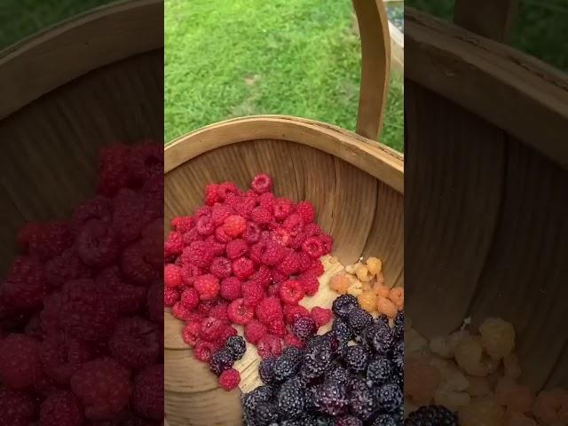 Harvest time with 4 types of raspberries #harvesttime #raspberries #harvest #harvesting #gardening