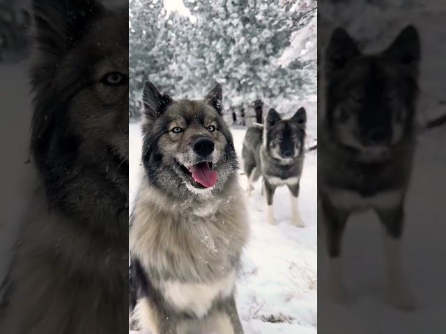 Вот такие щенки у нас получились 3 года назад от маламута и овчарки. Видео от подписчика.