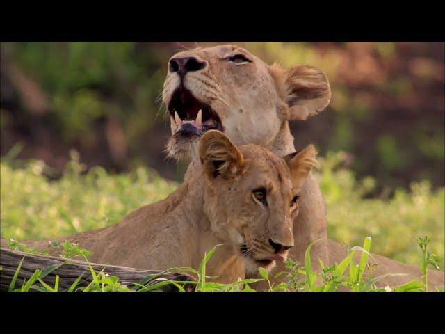 The Lion Queen: Manyari queen of her pride