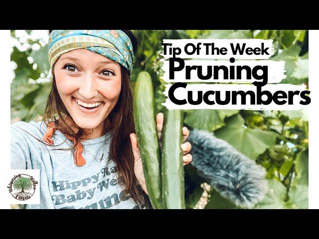 Tip Of The Week|Pruning Cucumbers|Whispering Willow Farm