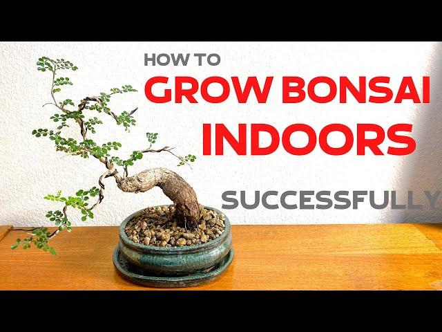 How to grow Bonsai trees indoors successfully