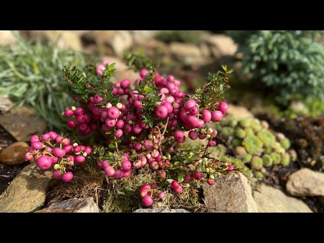 Моя каменная горка в октябре + акцент на ГАУЛЬТЕРИИ ⭐️ Mein Steinbeet im Oktober ⭐️ GAULTHERIA ⭐️