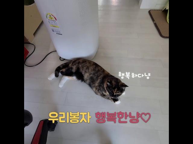 사실은 똑똑한 고양이 봉자