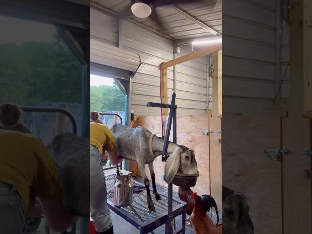 Good morning ️ #goatmilk #milking #homestead