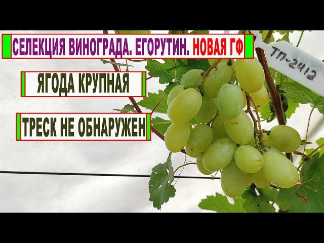  Селекция винограда! Егорутин. Новая ГФ с КРУПНОЙ ЯГОДОЙ и без ТРЕСКА. Обзор на 30 августа.