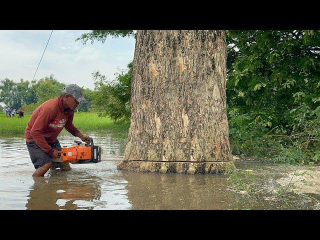 Submerged in Water... Cut down 4 Trees Hit by Flood.