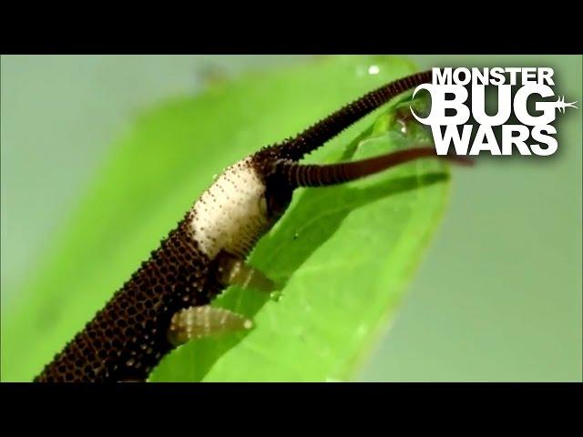 Harvestman vs  Velvet Worm | MONSTER BUG WARS